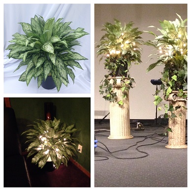 Dieffenbachia Picstitch
