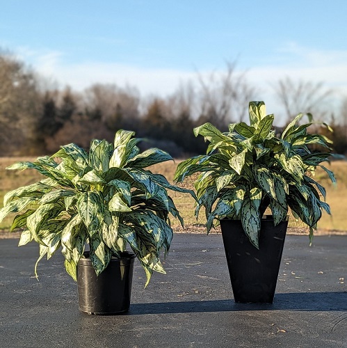 Silver Queen Dieffenbachia 2' 6 - Artificial Trees/Floor Plants - Artificial floor plant Rentals