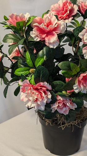 Azalea Upclose