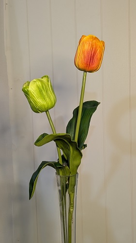 Tulip Pair ORGR