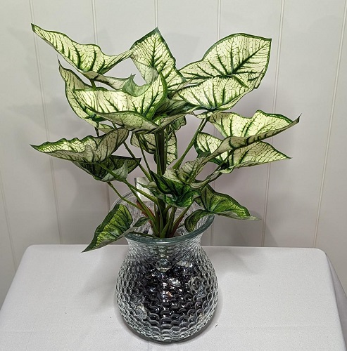 Syngonium Bush - Greenery & Floral