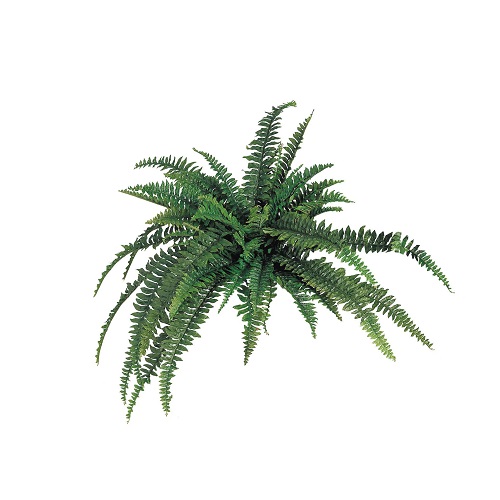Boston Fern 48''/48 Fronds - Greenery & Floral - 48 inch artificial Boston fern for rent