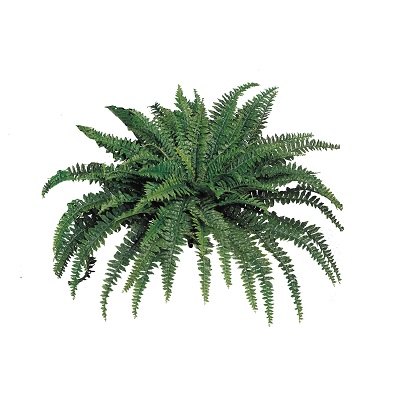Boston Fern 48''/88 Fronds - Greenery & Floral - Rent a fake boston fern