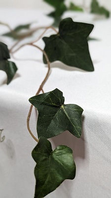 english ivy upclose