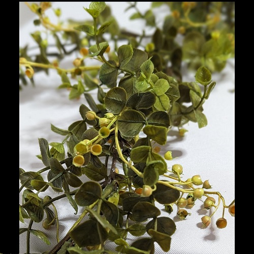 Eucalyptus upclose