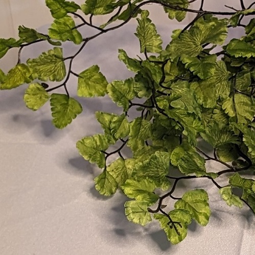 Maidenhair upclose