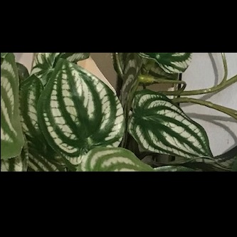 Pelargoniumupclose