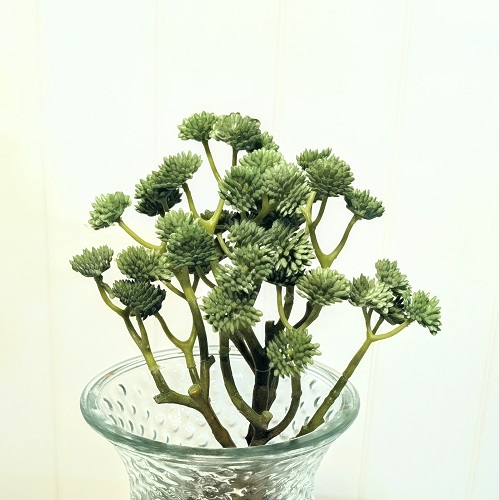Green Bishop's Seed Succulent - Greenery & Floral
