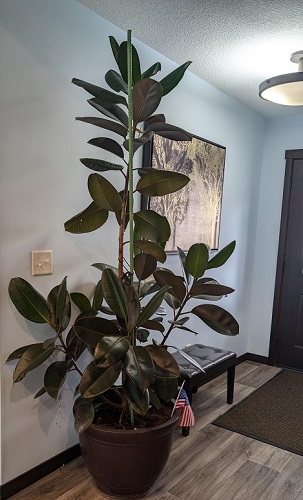 LIVE 8' Rubber Tree Plant - Artificial Trees/Floor Plants