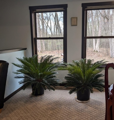 LIVE Cycas Palm - Artificial Trees/Floor Plants