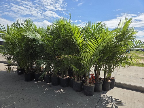 LIVE Palms LIVEPalm 2026