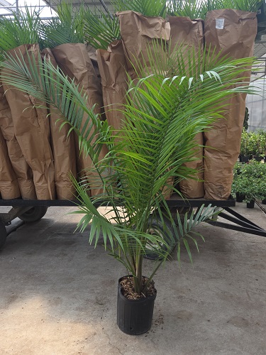 LIVE Majesty Palm Detailed View - Artificial Trees/Floor Plants