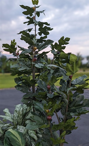 Fig Up Close