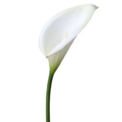 Calla Lily - White - Greenery & Floral - Artificial calla Lily for rent