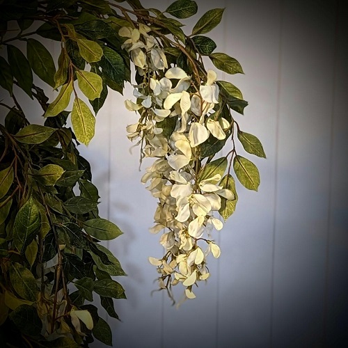 Wisteria Tree Close Up