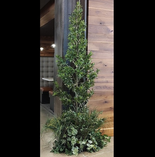 Podocarpus Tree Potted - Artificial Trees/Floor Plants - Unique evergreen tree rentals