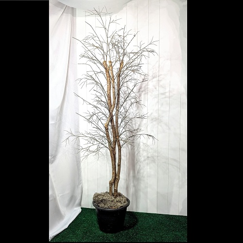 Winter Deciduous Tree - Artificial Trees/Floor Plants
