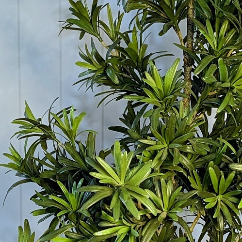 Podocarpus close