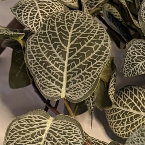 Fittonia upclose